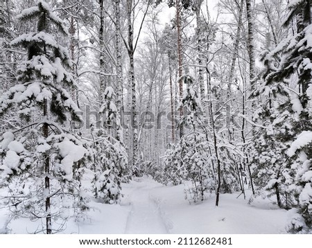 spruce and birch heavily covered with snow in the forest after snowfall. calm and relax winter scene. A wonderful picture of wildlife