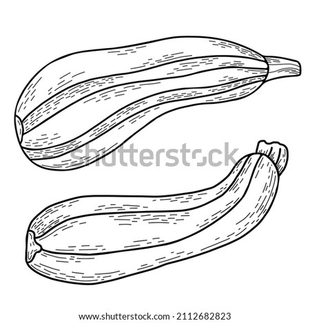 Vegetable culture marrow. Beautiful oblong fruit striped zucchini. Vector illustration. Linear hand drawing in doodle style, outline for design, decor and decoration Royalty-Free Stock Photo #2112682823