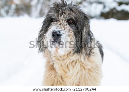 Sad dog portrait in snow