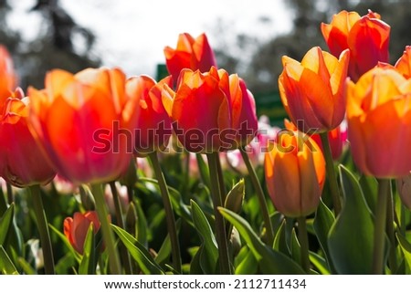 Orange tulips close-up in the garden. Beautiful spring flower background. Soft focus and bright lighting. Blurred background with space for text.Flowerbed in the bright sunlight.Macro, Selective focus
