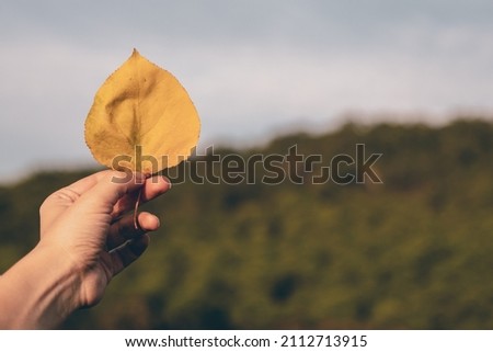 Female hand holding leaf on nature and clear white sky background. Close up of a hand showing a leaf.