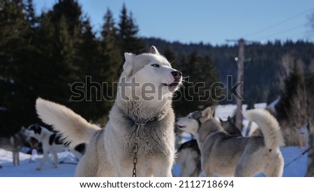 Magnificent huskies and sled dogs waiting in winter