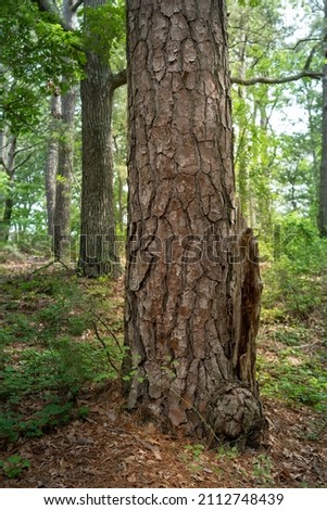 large old growth eastern white pine tree meets the hard acidic clay ground covered in dried needles where it roots below the dirt, its trunk scaly with thick dried bark Royalty-Free Stock Photo #2112748439