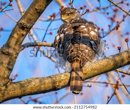Red Tailed Hawk on a tree