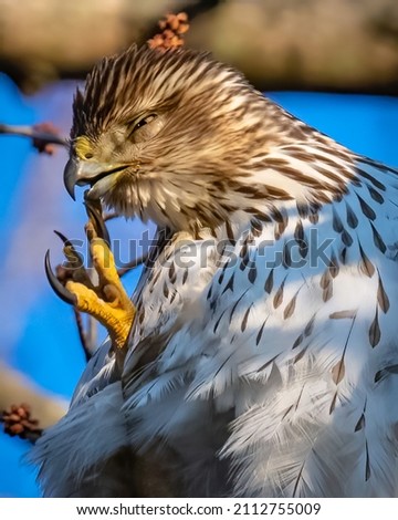 Red Tailed Hawk on a tree