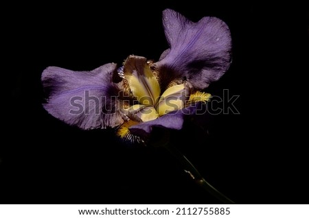 Beautiful flower violet Iris. Beautiful Blue Iris. An iris that looks like a floating butterfly. Iris Lent A Williamson Royalty-Free Stock Photo #2112755885
