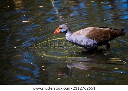 A brilliantly feathered Purple swamp hen porphyria porphyria standing in the water at the Lakes in Dalyellup, near Bunbury, Western Australia, is searching for juicy roots to eat with its sharp beak.