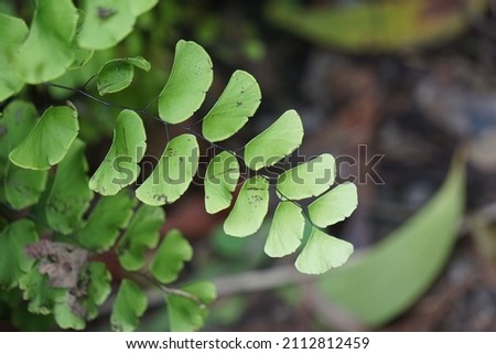 Adiantum raddianum (also called suplir kelor, Delta maidenhair fern) with a natural background. The genus name Adiantum comes from the Greek word "adiantos", meaning "unwetted"