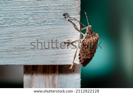 Stinkbug on carpet. Indoor macro photography. Royalty-Free Stock Photo #2112822128