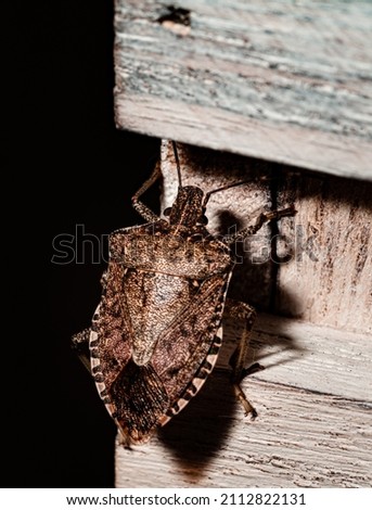 Stinkbug on carpet. Indoor macro photography. Royalty-Free Stock Photo #2112822131