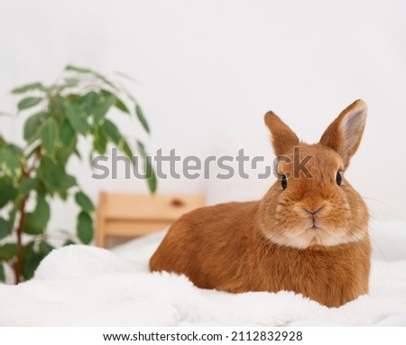 Funny cute decorative rabbit bunny full body lying on bed in white modern interior,looking at camera. Smart adorable pet,domestic animal, relaxing ,having rest.
