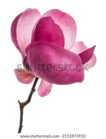 Purple magnolia flower, Magnolia felix isolated on white background, with clipping path  