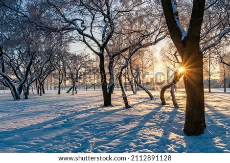 beautiful winter landscape with setting sun and trees in the park. High quality photo