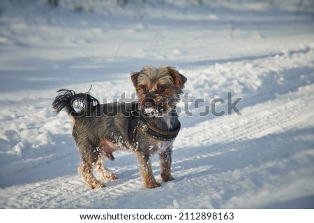 A small York dog poses for a photo in the snow in a winter scenery.