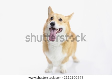 Cute puppy posing for picture on photoshot, little friend