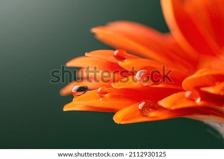 Orange flower petals  with water drop close up over green background. Macro photography of gerbera flower petals with dew. 