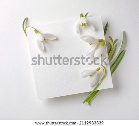 Snowdrops flowers with white card on white background. Creative congratulations layout from snowdrops on white papper. Spring flower concept.  Royalty-Free Stock Photo #2112933839