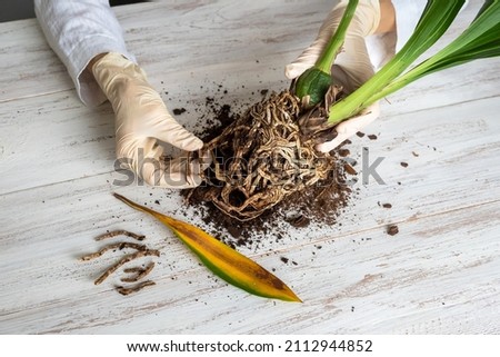 A gloved hand shows the damaged diseased orchid roots on the table. Close-up of the affected orchid roots. The plant needs to be transplanted. Indoor floriculture, care and care of plants. Royalty-Free Stock Photo #2112944852