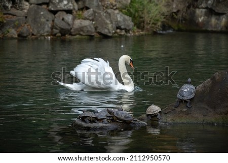 The swan swims along the pond past the turtles