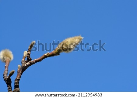 Kobus magnolia branch with flower bud against blue sky - Latin name - Magnolia kobus