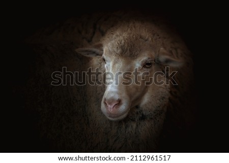 sheep on a farm in a corral close-up portrait on a dark background