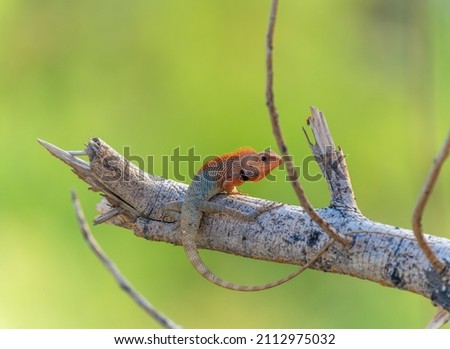 A Garden lizard sitting on tree branch with green background