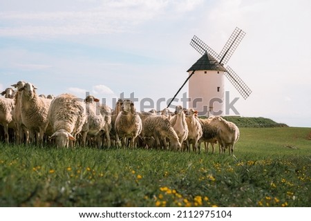 Herd of sheep with a windmill in the background. Castilla la Mancha Royalty-Free Stock Photo #2112975104