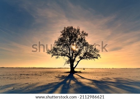 Beautiful winter evening or morning in Europe.Lithuania landscape. Frozen oak tree on a snowy field.Nice long shadow ,colors,light