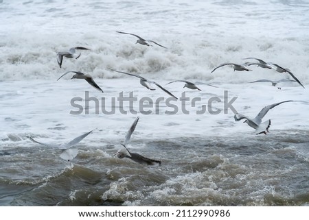 Close-up of seagulls against the background of huge waves, raging sea. Storm at sea. Black Sea