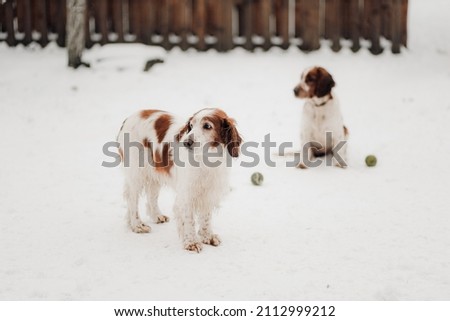 Two Welsh Springer Spaniels in the snow with two balls