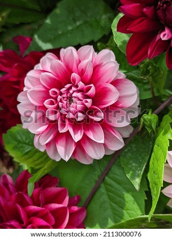 Dahlia pink white beautiful
flowers in the garden with Selective focus