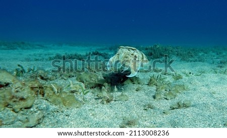 Sepia pharaonis. Mollusks, type of Mollusk. Head-footed mollusks. Cuttlefish squad. Pharaoh cuttlefish. Royalty-Free Stock Photo #2113008236