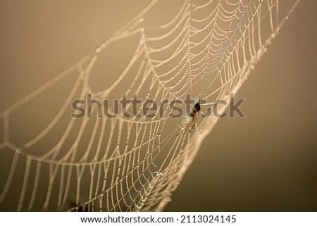Small spider makes its web