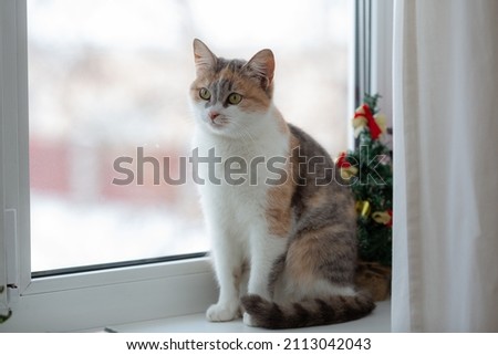 A tricolor cat sits on a windowsill. The cat is sitting near the window.
