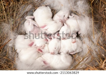 Well-fed white baby rabbits sleep in the nest. Cute newborn rabbits. 10 day old rabbits.