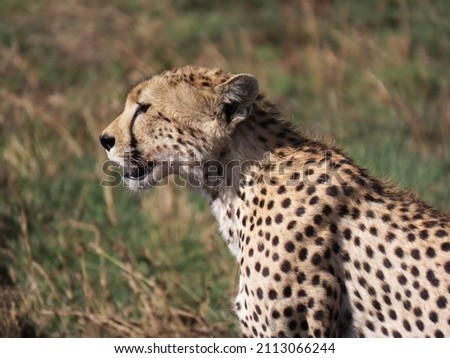 Profile picture of a cheetah