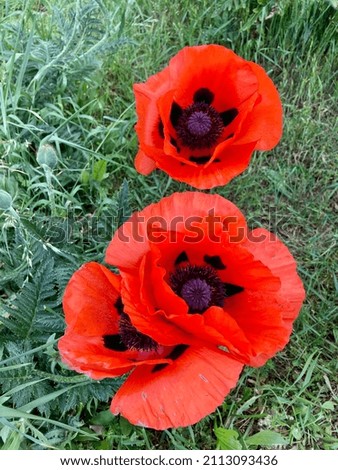 Red poppies in the grass in summer 