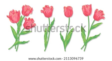 Clip art of Red Tulip, Vector illustration