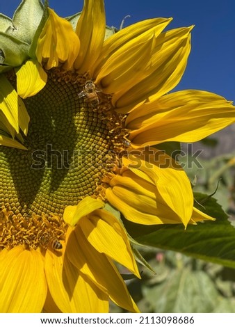 Close picture of sunflower in California 