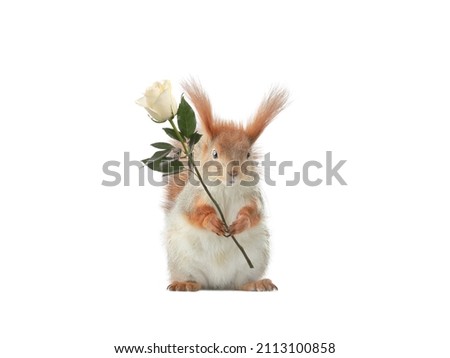 squirrel in paws holding rose isolated on white background