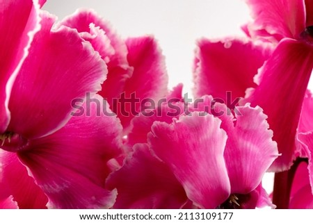 Pink cyclamen isolated on white background photo. Single stem Lobe Twist There are pink and white flowers blooming.