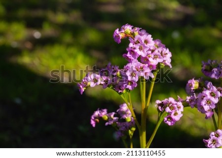 Purple pink Bergenia crassifolia aka badan flower. A sunny bright photo with free blank copy space for text. For cards, posters, website decoration etc.