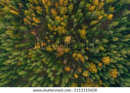 Beautiful sunrise over rich forest during autumn, captured form birds eye view (high ISO image)