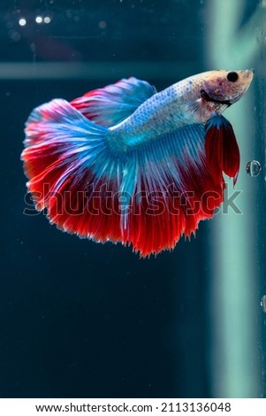 beautiful little betta fish
taken close up (macro) on a blue background