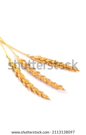 a bright closeup of a bunch of golden ripe dinkel hulled wheat Spelt Spelt (Triticum spelta dicoccum) rye grain relict crop health food ready for harvest isolated on white Royalty-Free Stock Photo #2113138097