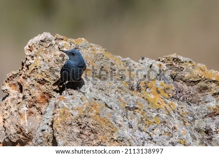 Monticola solitarius - The lone rocker is a species of passerine bird in the Muscicapidae family. Royalty-Free Stock Photo #2113138997