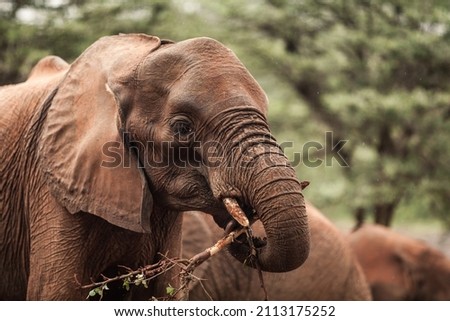 Close-up of a baby elephant carrying a tree branch with its trunk Royalty-Free Stock Photo #2113175252