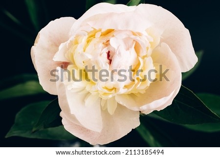 White peony closeup. Floral card design. Selective focus