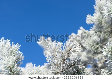 winter white frost background, plant branches in frost.copy space