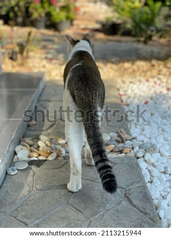 selective focus on a long tail cat with blurred background